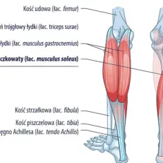 Anatomia łydki: mięsień płaszczkowaty łydki (łac. musculus soleus) jest kluczowy dla ćwiczeń siłowych nóg.